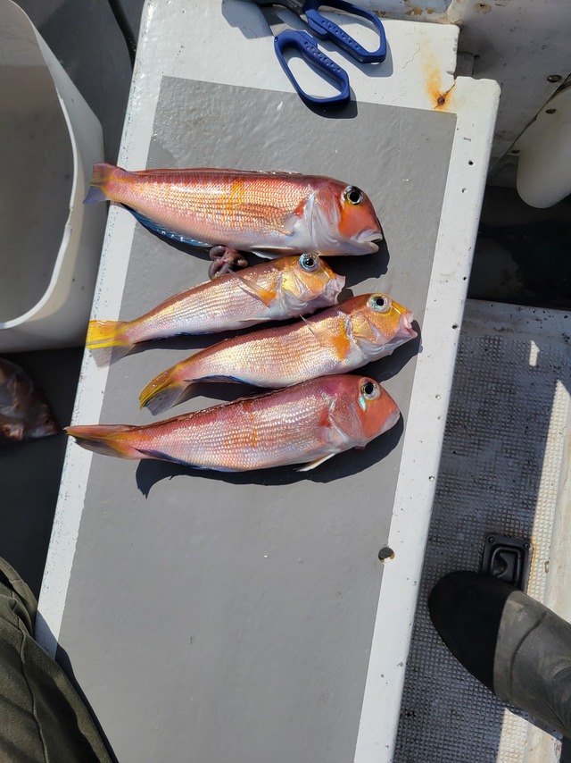 アマダイ(アカアマダイ)