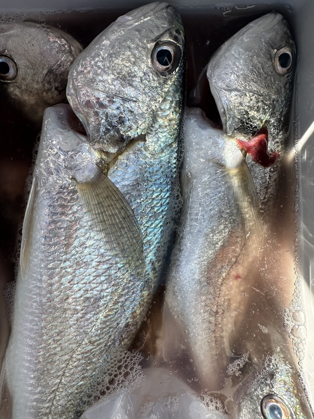 イシモチ(シログチ)