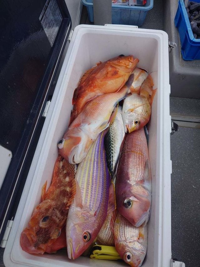 レンコ(キダイ)・アマダイ(アカアマダイ)・イトヨリ(イトヨリダイ)・サバ(マサバ)・アラカブ(カサゴ)