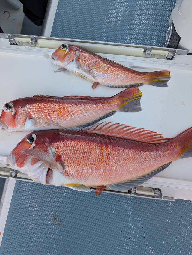 アマダイ(アカアマダイ)