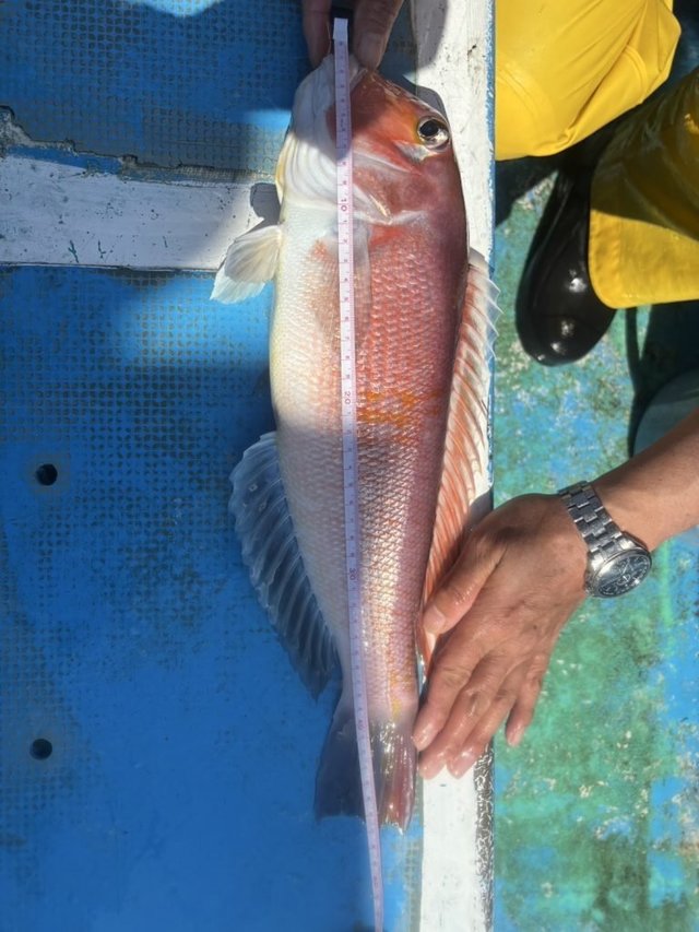 アマダイ(アカアマダイ)