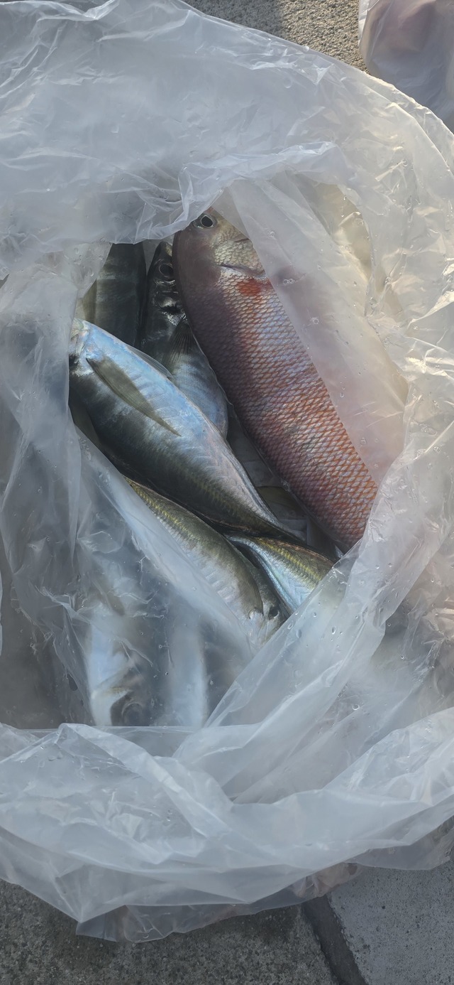 アジ(マアジ)・シロアマダイ