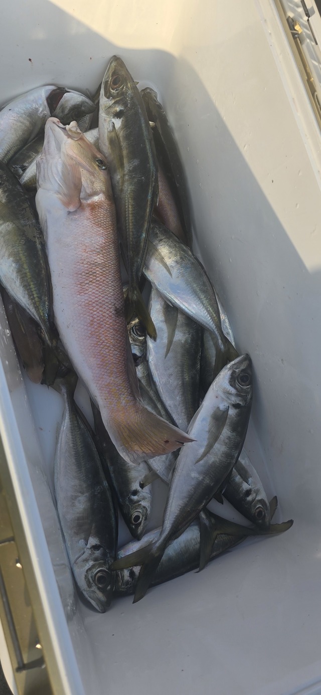 アジ(マアジ)・シロアマダイ