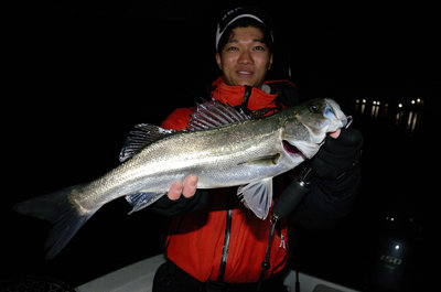 シーバス(スズキ)