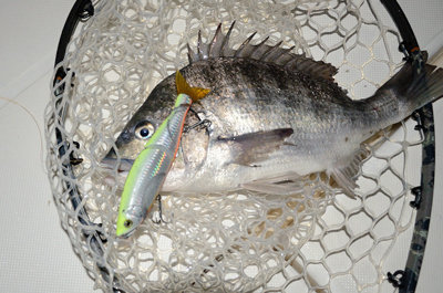 マチヌ(クロダイ)