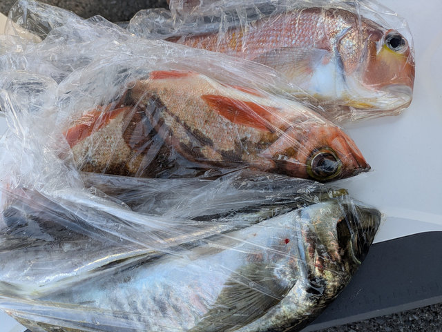 アジ(マアジ)・アマダイ(アカアマダイ)・ウスメバル