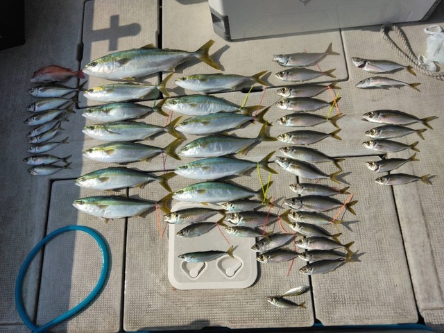 マダイ・アジ(マアジ)・ハマチ(ブリ)・メジロ(ブリ)