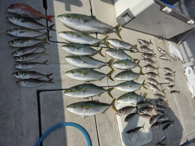 マダイ・アジ(マアジ)・ハマチ(ブリ)・メジロ(ブリ)