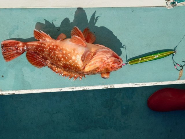 カンコ(ウッカリカサゴ)