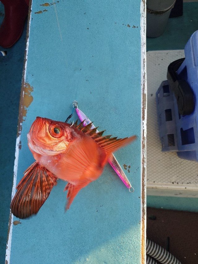 キントキ(チカメキントキ)