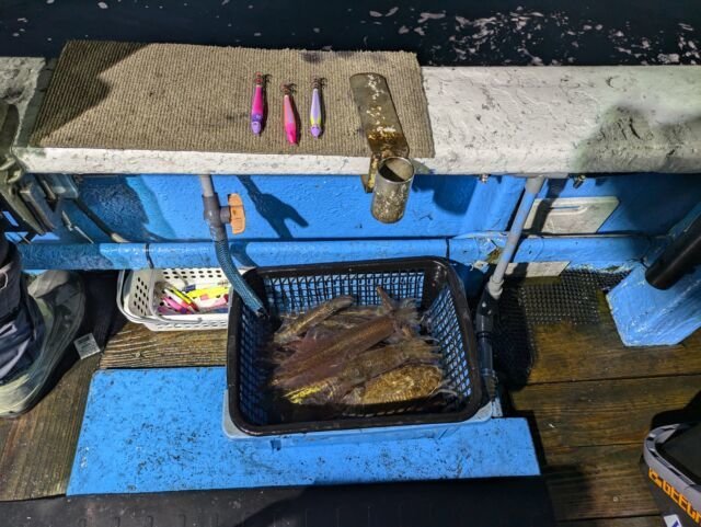 マイカ(ケンサキイカ)