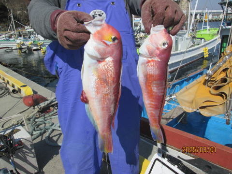 アマダイ(アカアマダイ)