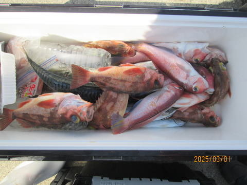 アジ(マアジ)・アマダイ(アカアマダイ)・メダイ・オキメバル(ウスメバル)