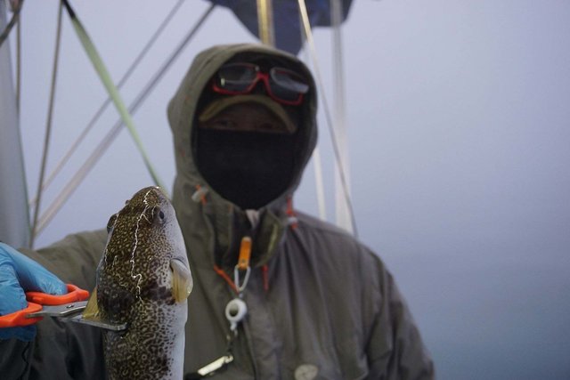 ショウサイフク(ショウサイフグ)