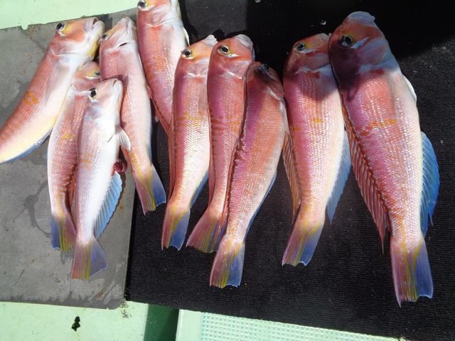 アマダイ(アカアマダイ)