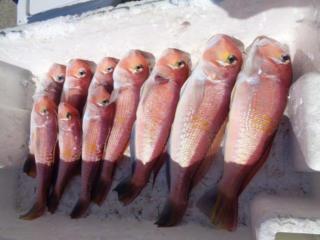 アマダイ(アカアマダイ)