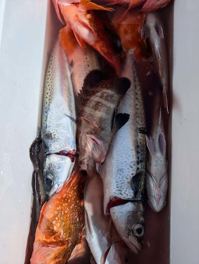 カサゴ・メバル・サバ(ゴマサバ)