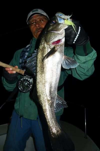 シーバス(スズキ)