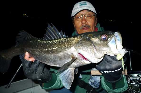 シーバス(スズキ)