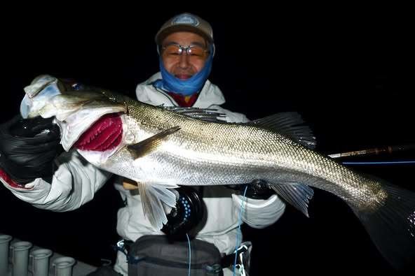 シーバス(スズキ)