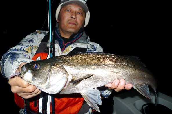 シーバス(スズキ)