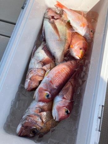 マダイ・レンコダイ(キダイ)・アマダイ(アカアマダイ)