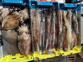 ヤリイカ・コウイカ・マイカ(ケンサキイカ)