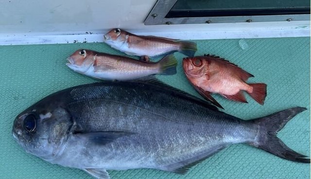 アマダイ(アカアマダイ)・キントキダイ・メダイ