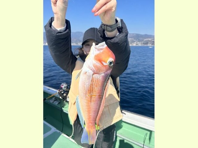 アマダイ(アカアマダイ)