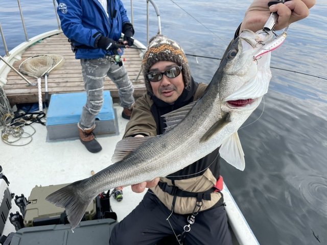 シーバス(スズキ)