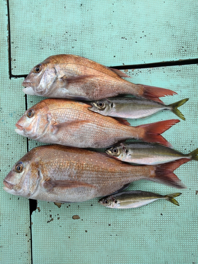 タイ(マダイ)・アジ(マアジ)