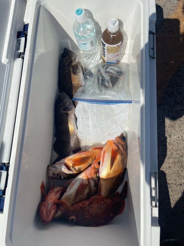 カサゴ・メバル