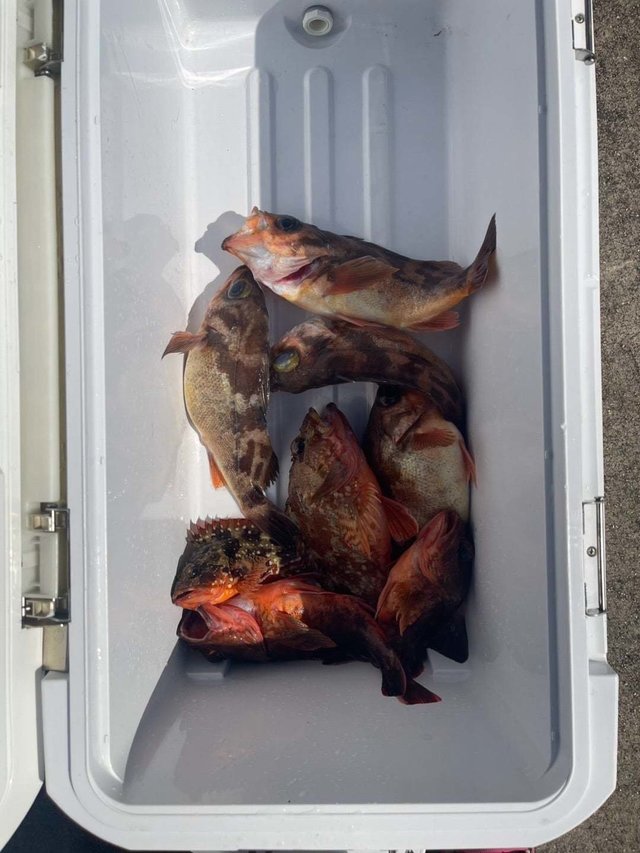 カサゴ・メバル