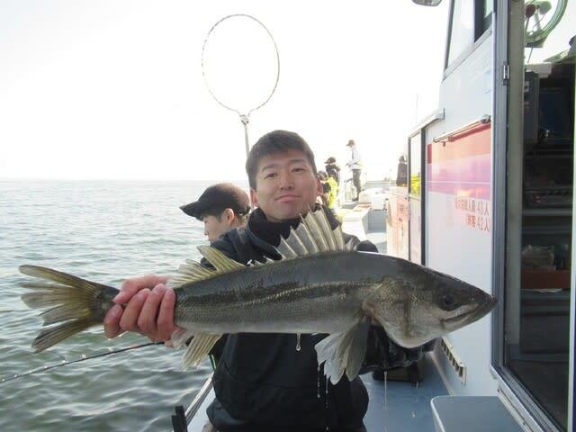 シーバス(スズキ)