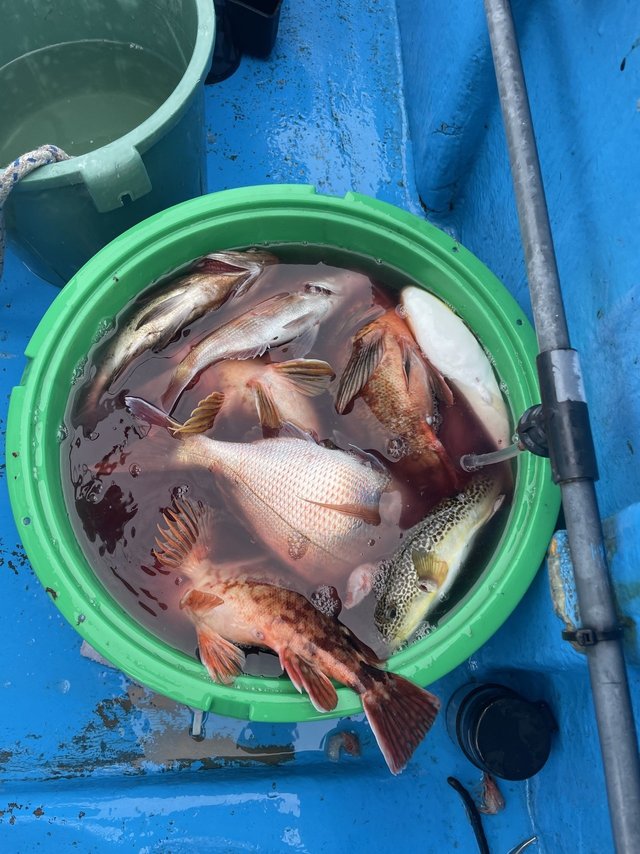 マダイ・カサゴ