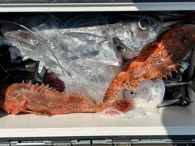 メダイ・オニカサゴ