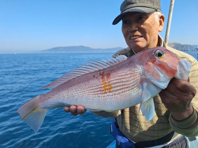 アマダイ(アカアマダイ)