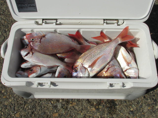 ハナダイ(チダイ)