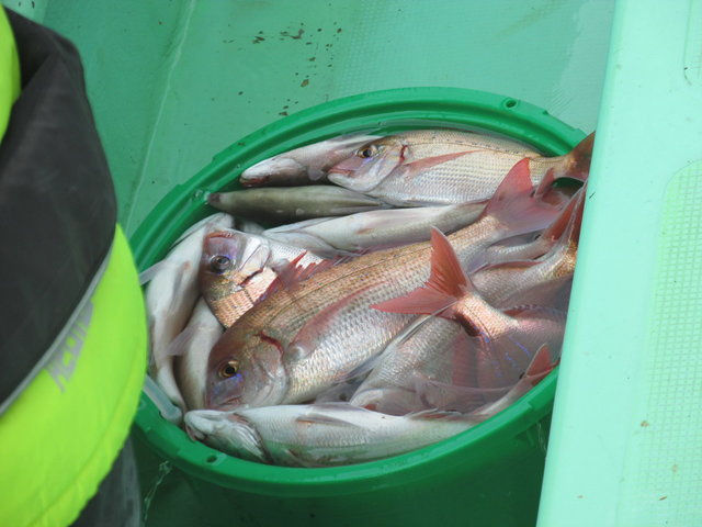 ハナダイ(チダイ)