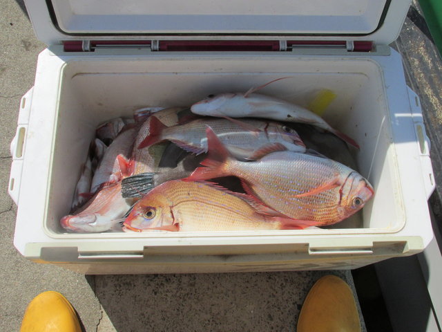 ハナダイ(チダイ)