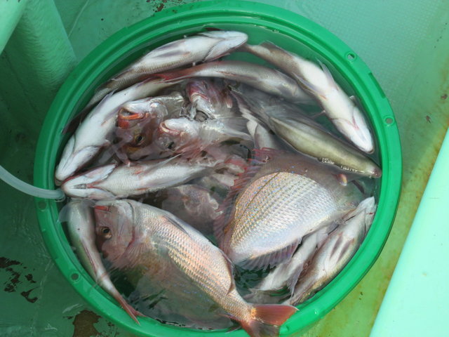 ハナダイ(チダイ)・ウマズラ(ウマヅラハギ)