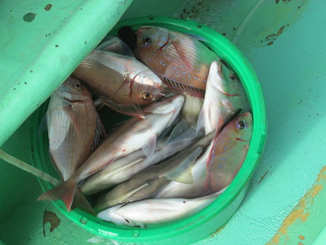 ハナダイ(チダイ)・ウマズラ(ウマヅラハギ)