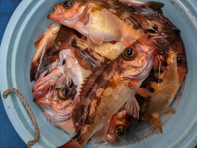 メバル(ウスメバル)