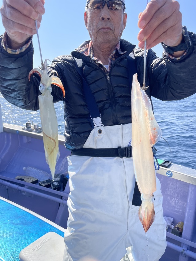 マルイカ(ケンサキイカ)