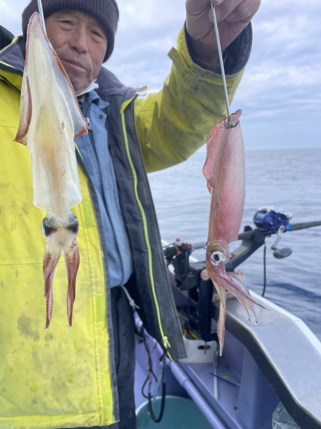 マルイカ(ケンサキイカ)