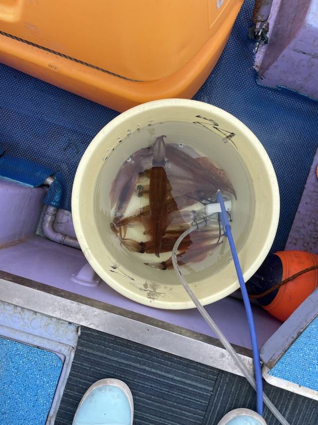 マルイカ(ケンサキイカ)・ヤリイカ