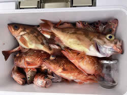 カサゴ・オキメバル(ウスメバル)