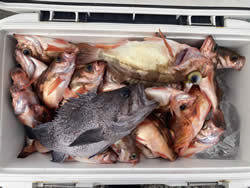 マゾイ(キツネメバル)・オキメバル(ウスメバル)