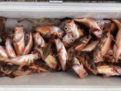 オキメバル(ウスメバル)