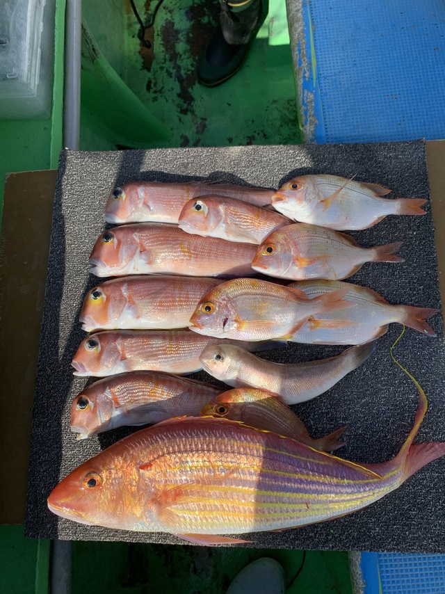 アマダイ(アカアマダイ)